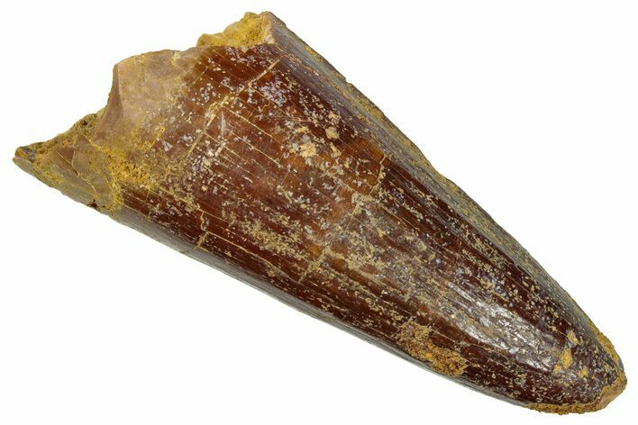 Cretaceous Fossil Crocodylomorph Tooth - Morocco #299213